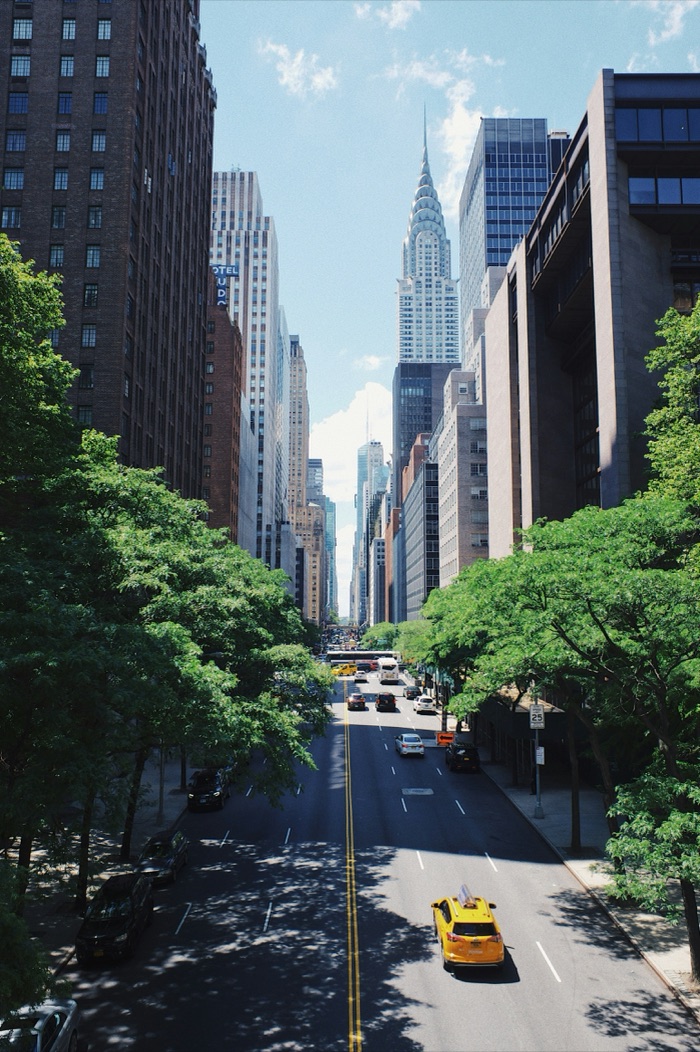 Tree-lined avenue in summer
